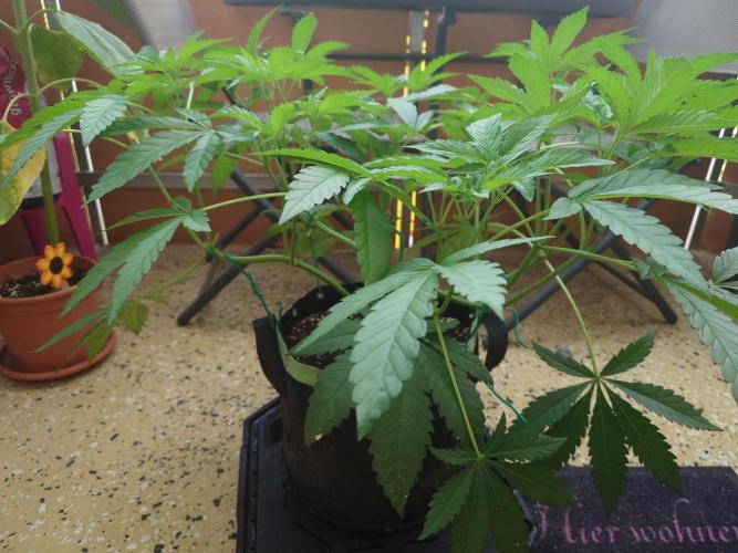 Radical Juice - Out and In. Week 8