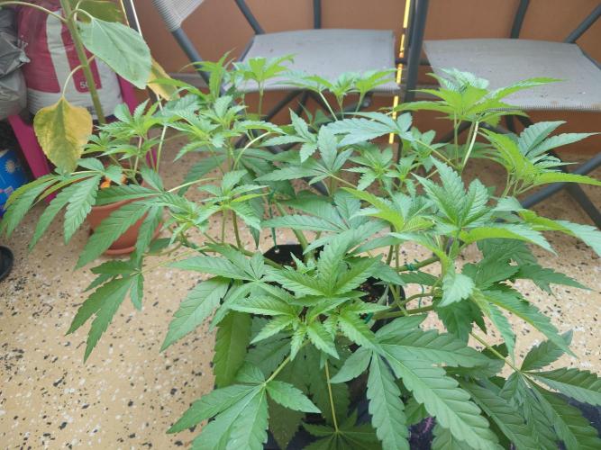 Radical Juice - Out and In. Week 8