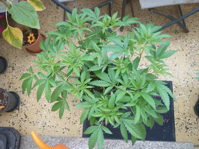 Radical Juice - Out and In. Week 8