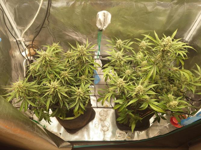 Guava Runtz - Indoor. Week 8