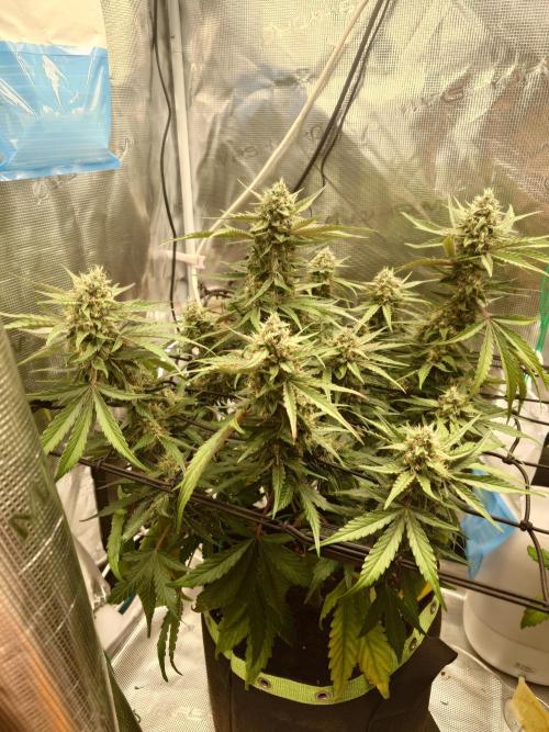 Guava Runtz - Indoor. Week 8