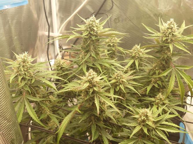 Guava Runtz - Indoor. Week 8