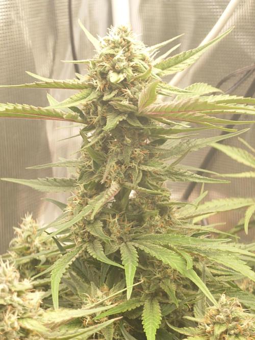 Guava Runtz - Indoor. Week 8