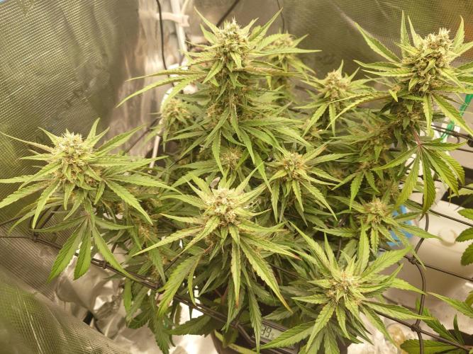 Guava Runtz - Indoor. Week 8