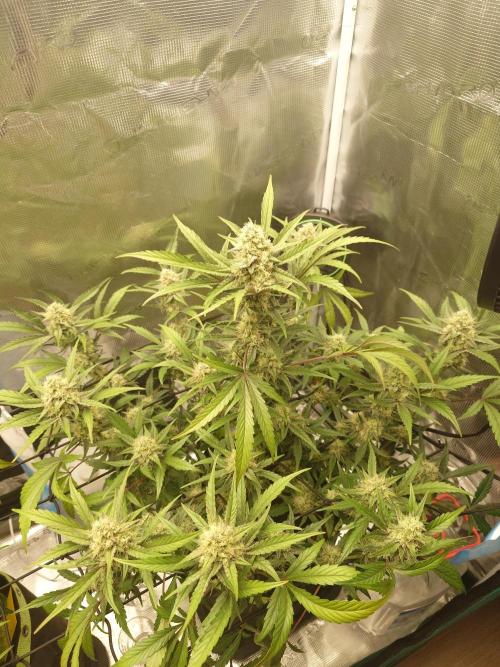Guava Sundae - Indoor Grow. Week 8