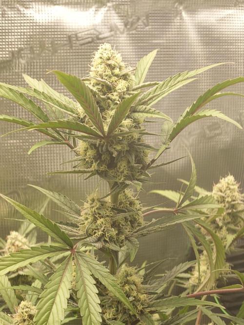 Guava Sundae - Indoor Grow. Week 8