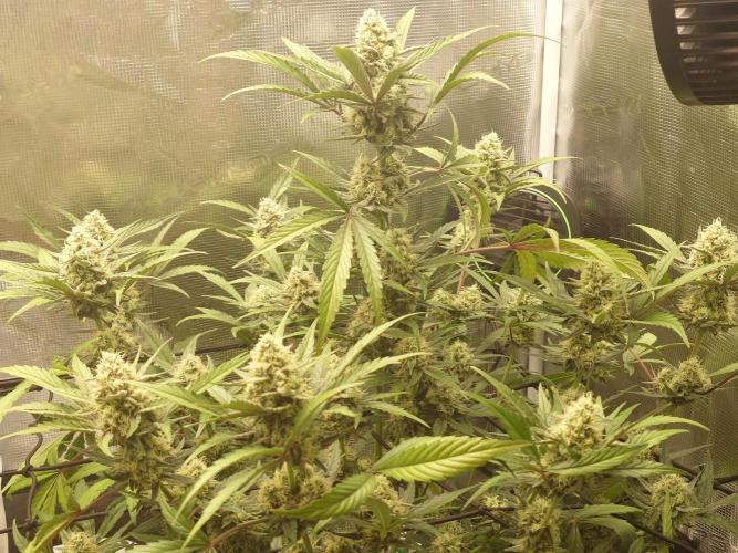 Guava Sundae - Indoor Grow. Week 8
