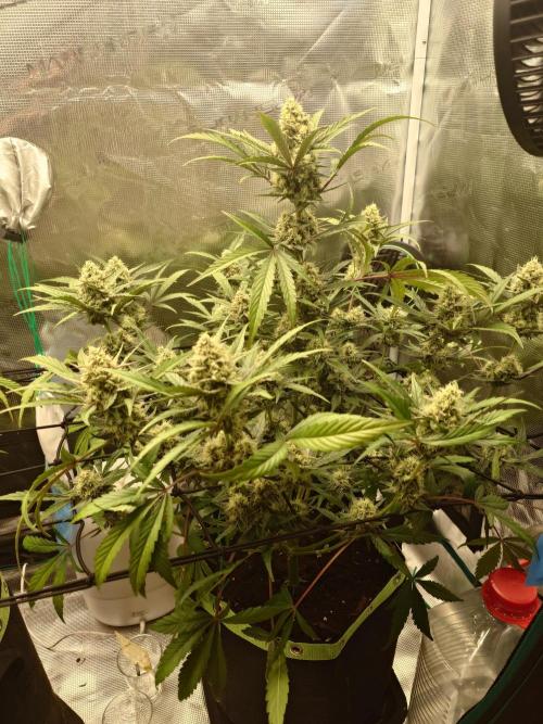 Guava Sundae - Indoor Grow. Week 8