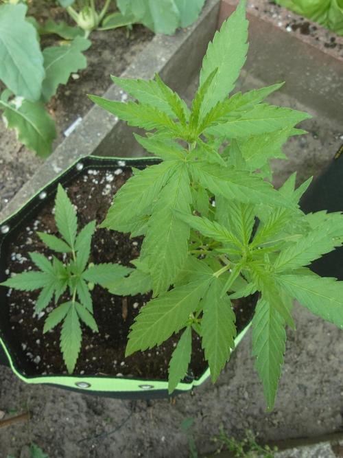 Granny´s Outdoor #1 - FB + Applestrudel. Week 13