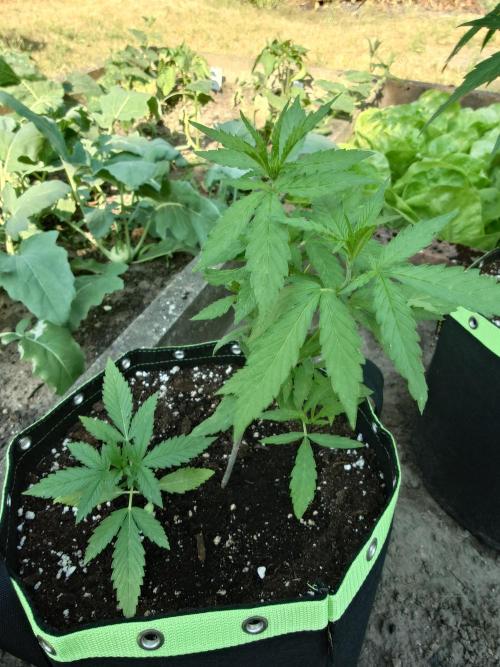 Granny´s Outdoor #1 - FB + Applestrudel. Week 13