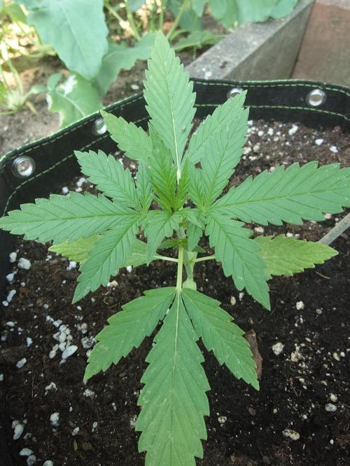 Granny´s Outdoor #1 - FB + Applestrudel. Week 13