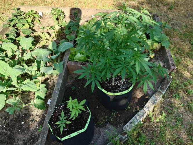Granny´s Outdoor #1 - FB + Applestrudel. Week 13
