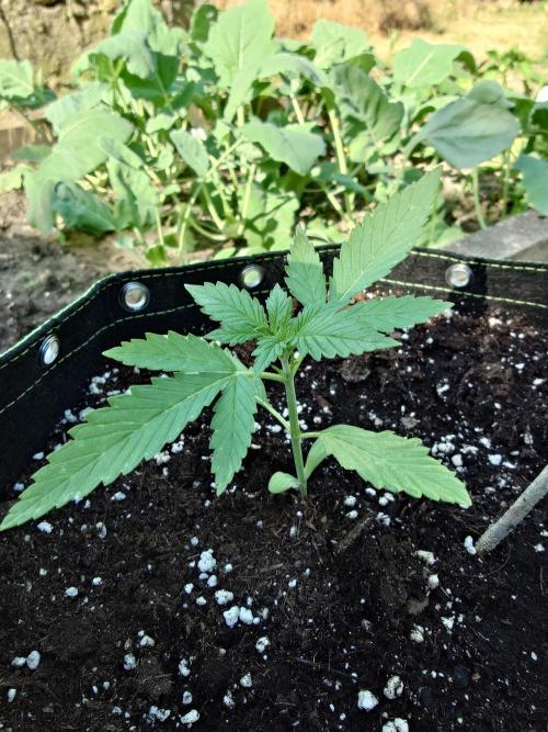 Granny´s Outdoor #1 - FB + Applestrudel. Week 13