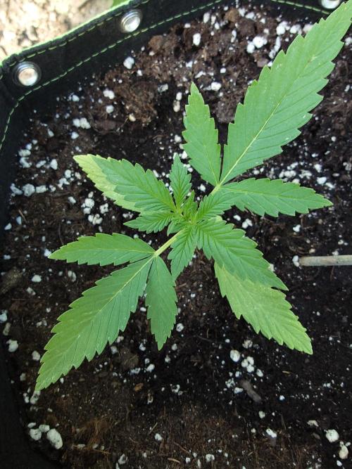 Granny´s Outdoor #1 - FB + Applestrudel. Week 13