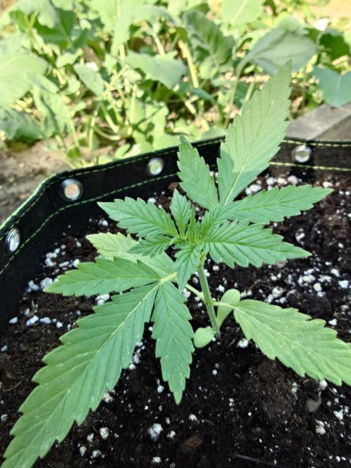 Granny´s Outdoor #1 - FB + Applestrudel. Week 13