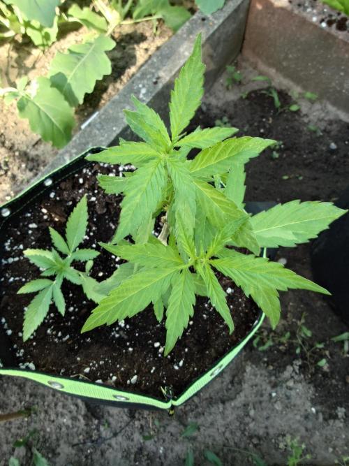 Granny´s Outdoor #1 - FB + Applestrudel. Week 13