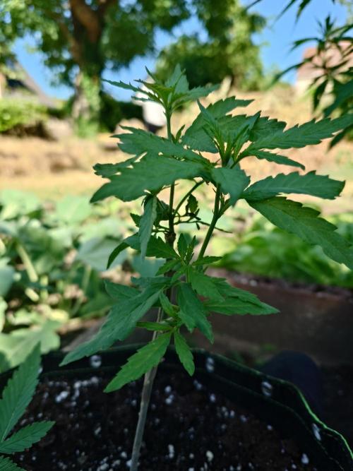 Granny´s Outdoor #1 - FB + Applestrudel. Week 13