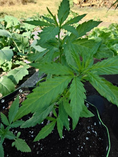 Granny´s Outdoor #1 - FB + Applestrudel. Week 13