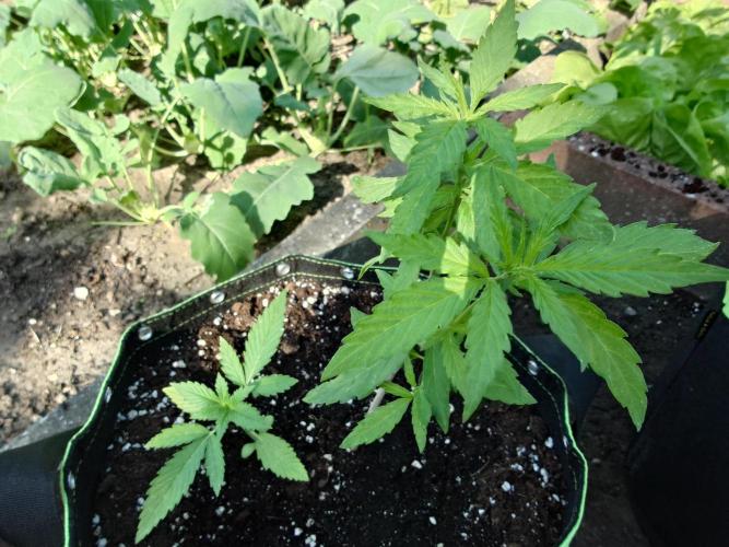 Granny´s Outdoor #1 - FB + Applestrudel. Week 13
