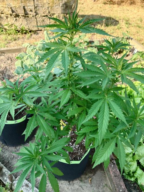 Granny´s Outdoor #2 - Somango. Week 13