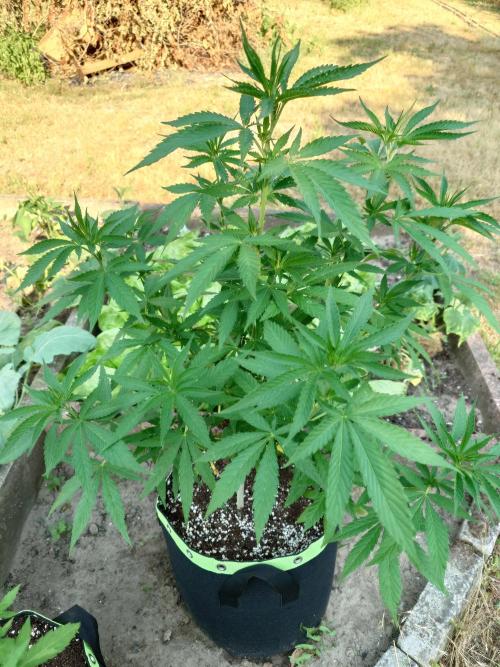 Granny´s Outdoor #2 - Somango. Week 13