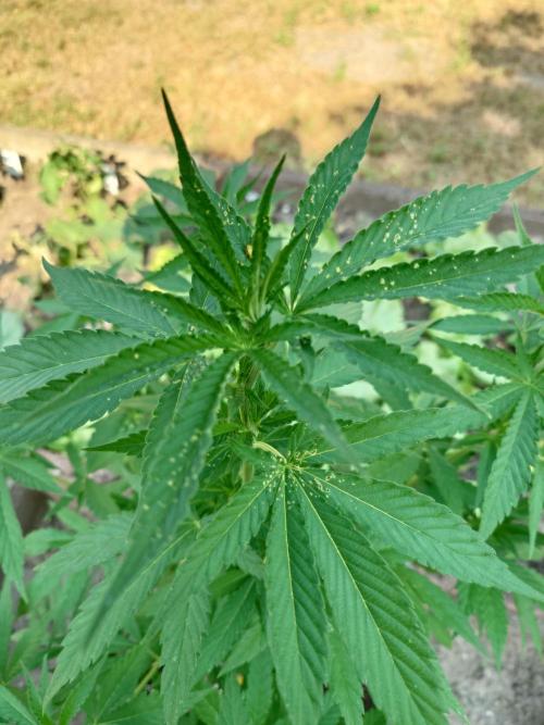 Granny´s Outdoor #2 - Somango. Week 13