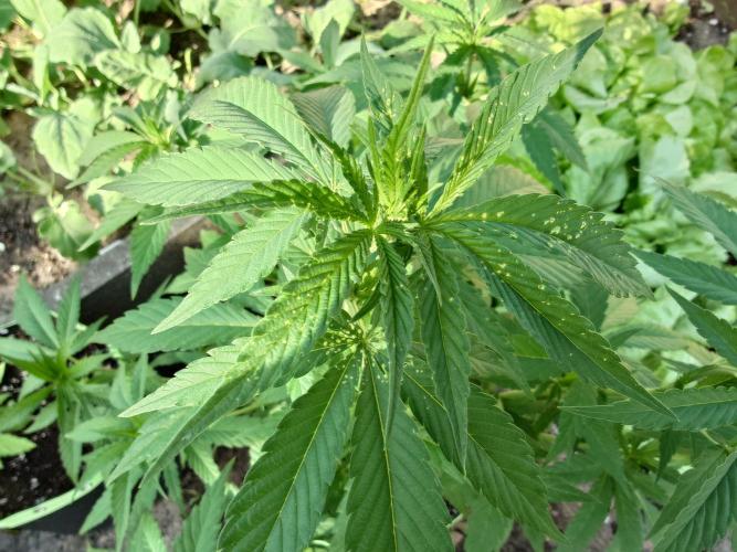 Granny´s Outdoor #2 - Somango. Week 13