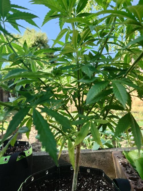 Granny´s Outdoor #2 - Somango. Week 13