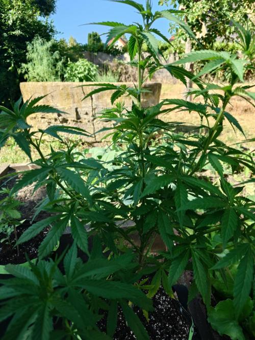 Granny´s Outdoor #2 - Somango. Week 13