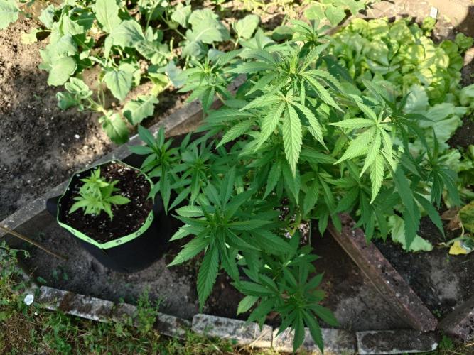 Granny´s Outdoor #2 - Somango. Week 13