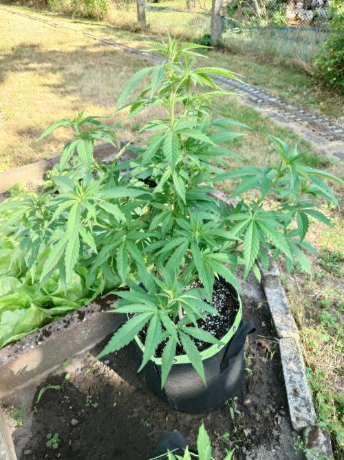 Granny´s Outdoor #2 - Somango. Week 13