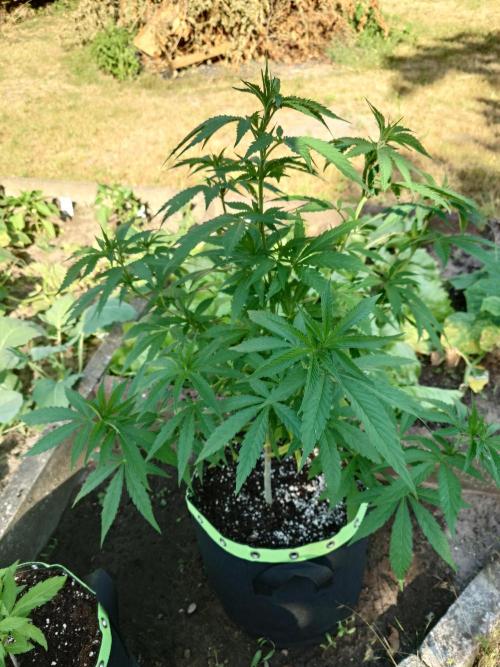 Granny´s Outdoor #2 - Somango. Week 13
