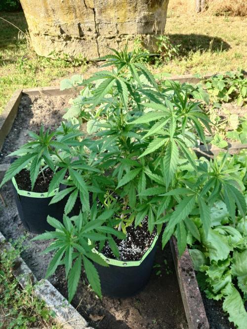 Granny´s Outdoor #2 - Somango. Week 13
