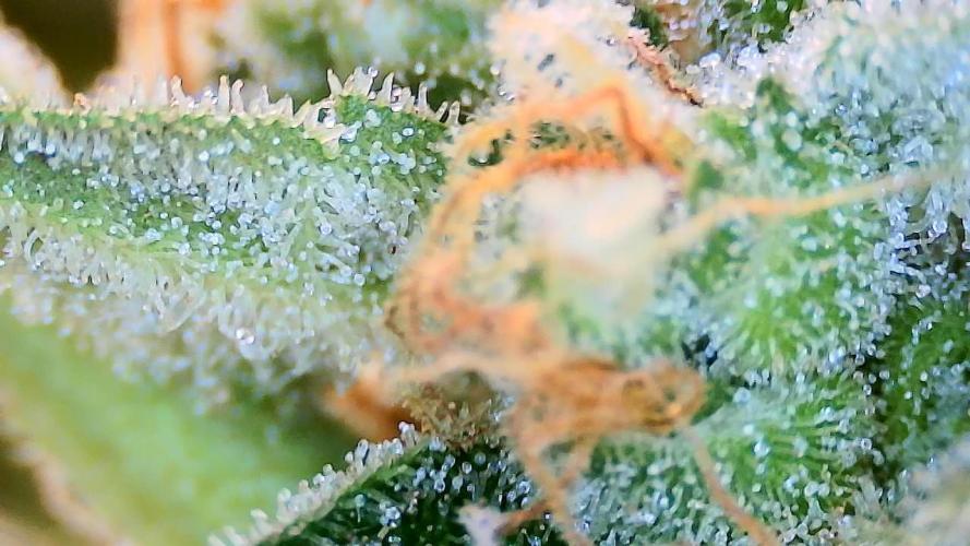 Guava Runtz - Indoor. Week 9