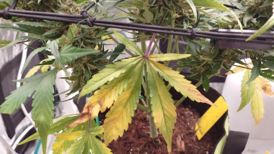 Guava Sundae - Indoor Grow