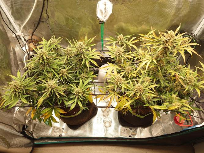Guava Sundae - Indoor Grow. Week 9