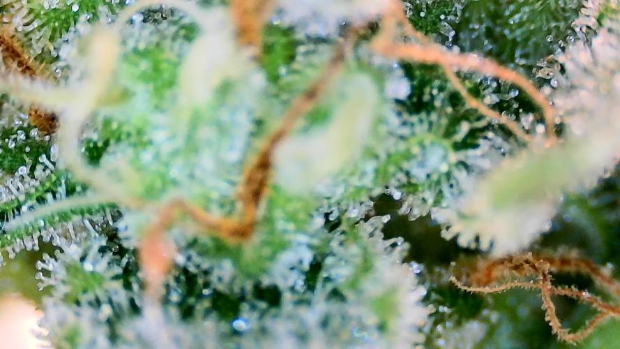 Guava Sundae - Indoor Grow. Week 9