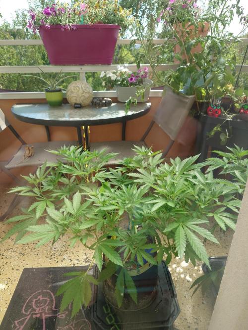 Watermelon - Out and In. Week 9