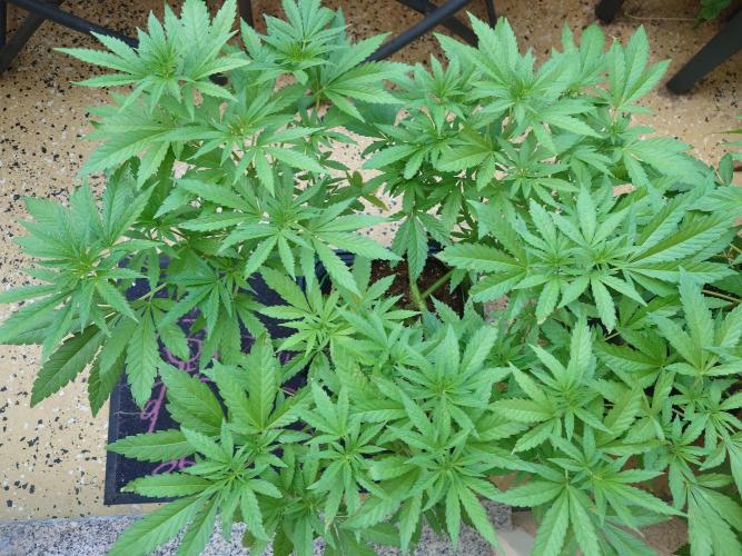 Watermelon - Out and In. Week 9