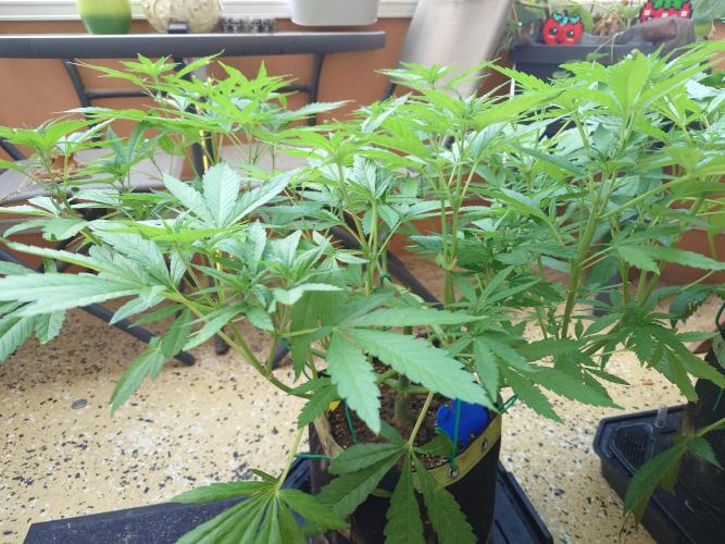Watermelon - Out and In. Week 9