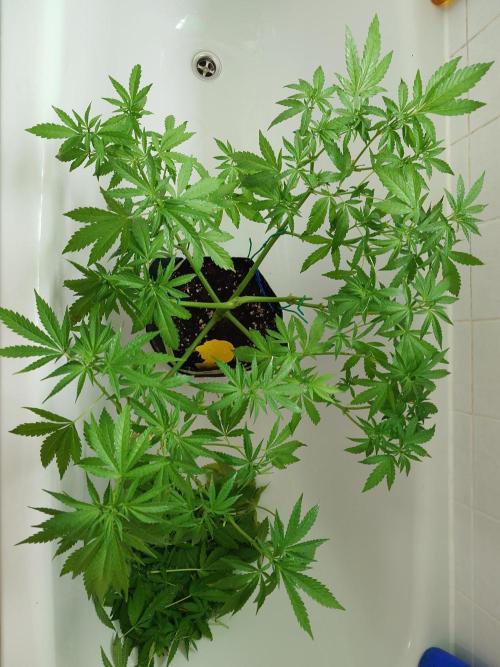 Watermelon - Out and In. Week 9