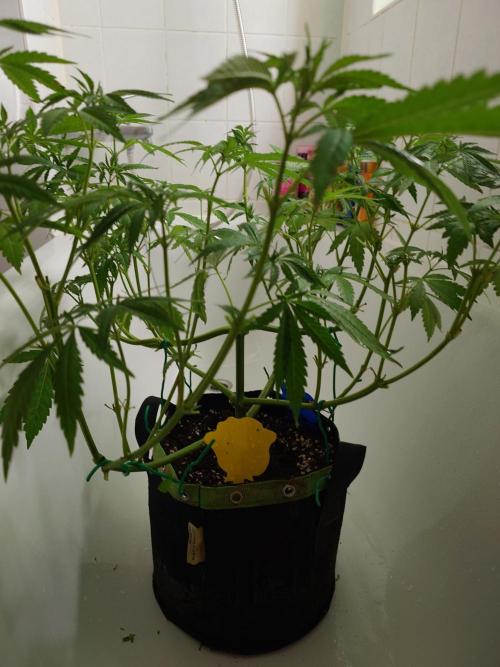 Watermelon - Out and In. Week 9