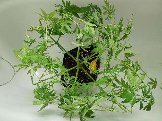 Watermelon - Out and In. Week 9