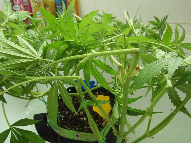 Watermelon - Out and In. Week 9