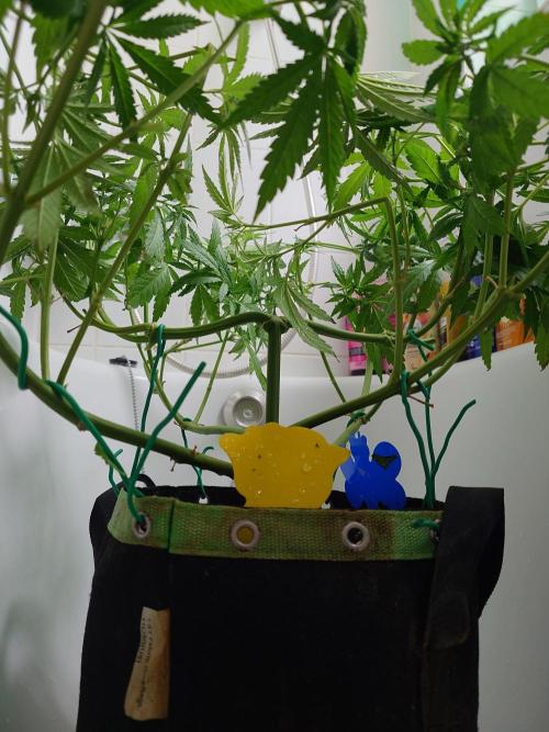 Watermelon - Out and In. Week 9