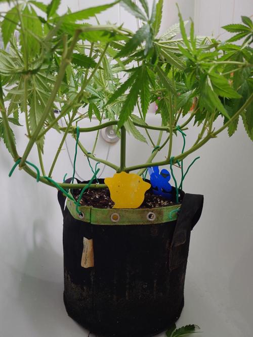 Watermelon - Out and In. Week 9