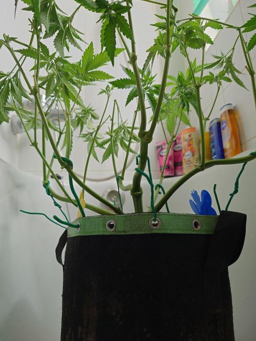 Radical Juice - Out and In. Week 9