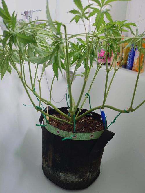 Radical Juice - Out and In. Week 9