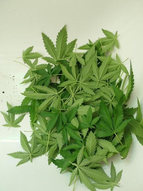 Radical Juice - Out and In. Week 9
