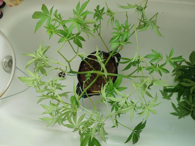 Radical Juice - Out and In. Week 9